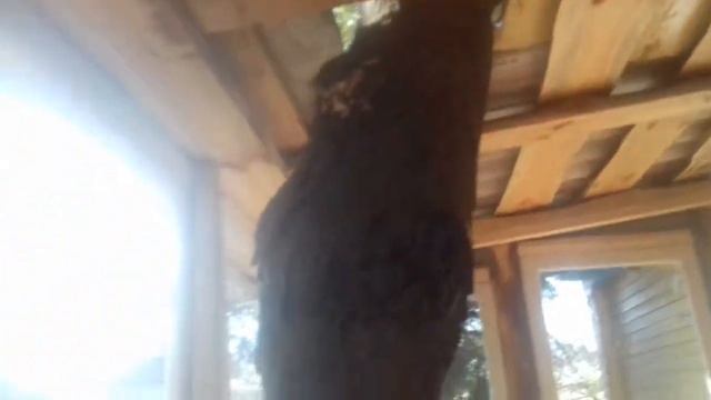 Дерево проросло сквозь крышу