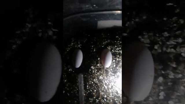 определяем яйца бананоеда оплод не оплод