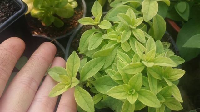 Обман от Ольги Сохач. Что в итоге расцвело из черенков. смотреть онлайн