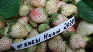 #клубника белый швед#белаяклубника#лучший сорт белой клубники - белый швед