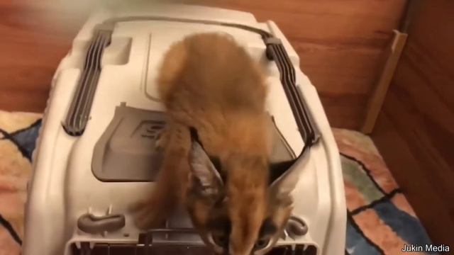 Guy Blasts 80,000 Watts Bass at a Drive Thru !! - #ViralVideos, смотреть онлайн