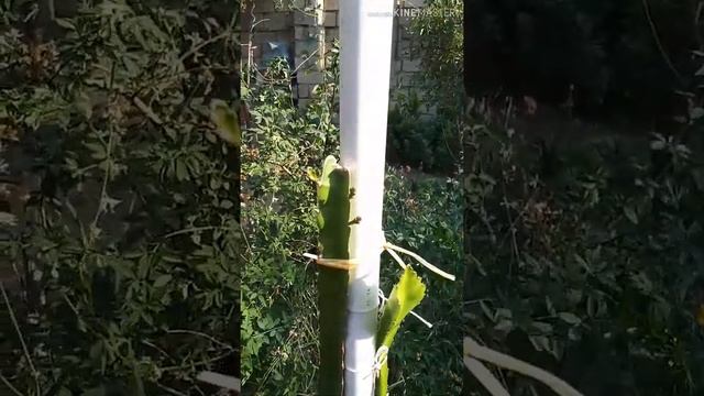 СтройСоветы