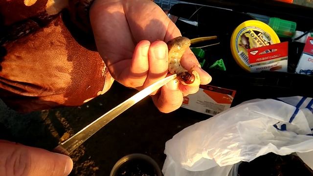 Как насадить личинку майского жука