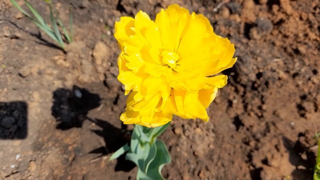 #SpringFlowers #tulip #жёлтыйтюльпан / Весенние цветы. Spring Flowers. Жёлтый тюльпан. Yellow tulip смотреть онлайн