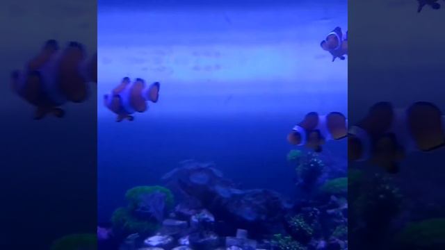 Оранжевый амфиприон, или амфиприон-клоун смотреть онлайн