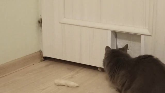 Отдадим кошку Рысю в добрые руки бесплатно. смотреть онлайн