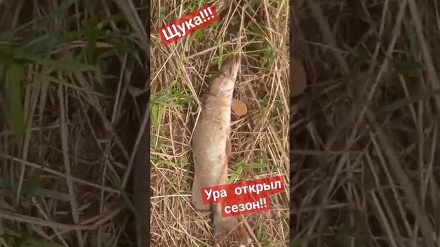 #рыбалка#улов#щука#река#спиннинг#рек#лайк смотреть онлайн