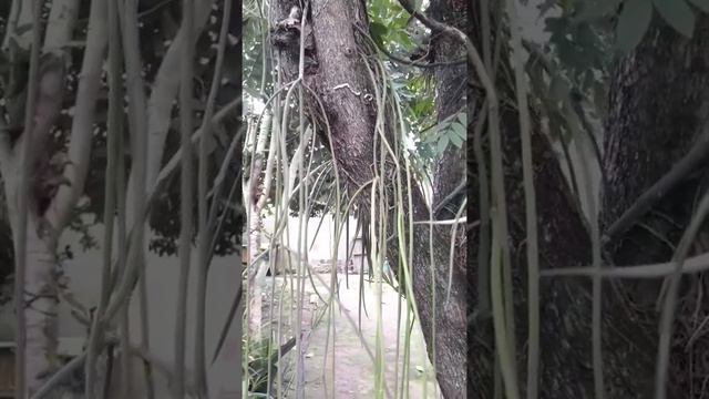 Cacto-macarrão (rhipsalis Baccifera) #shorts