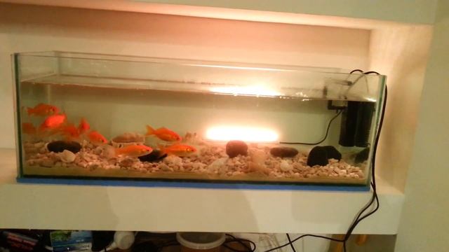 Аквариум своими руками зацените