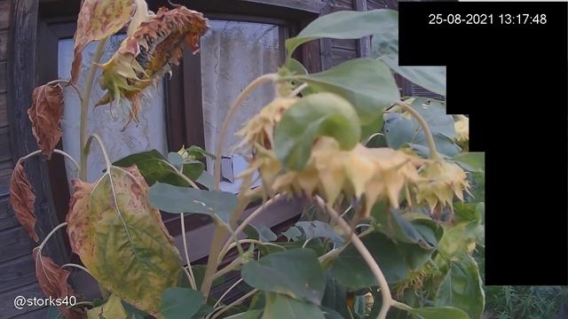 Кто ест семечки подсолнуха? 25авг 2021 смотреть онлайн