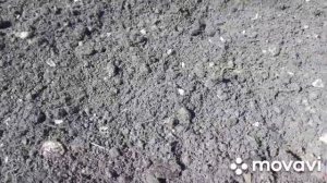 Сажаем лук-севок Штуттгартер Ризен! Новые шпалера!