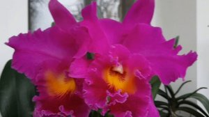 Условия цветения каттлей.Расцвела моя каттлея Pink Empress.