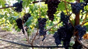 Новинка с необычным вкусом - Изюмский мускат (2019)