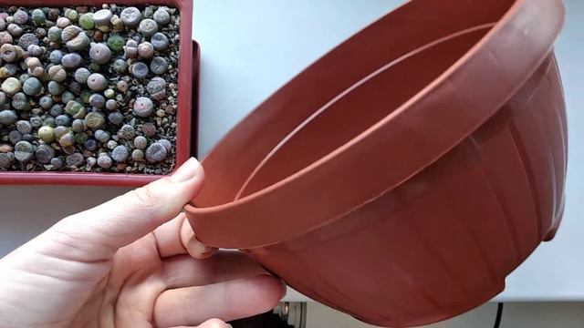 Литопсы🌱Надо что-то делать 🤔 смотреть онлайн