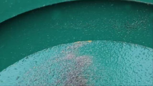 Use ANY Metal Detector to Find Alluvial Gold! смотреть онлайн