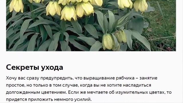 Королевский рябчик – гордость цветовода смотреть онлайн