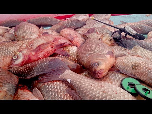 ЖЕСТЬ ПРОСТО!!! ПОПАЛИ!!! ОГРОМНЫЕ КАРАСИ ДРОБЯТ ДНО И ПОДНИМАЮТ КИВКИ! РЫБАЛКА МЕЧТЫ!!! смотреть онлайн