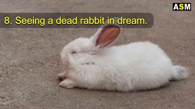 What does Rabbit dream meaning | Dreaming of Rabbit mean | Rabbit dream interpretation смотреть онлайн