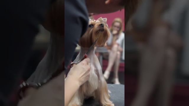 ГРУМИНГ ЙОРКШИРСКОГО ТЕРЬЕРА / КАК ПОДСТРИЧЬ ЙОРКА / GROOM SCHOOL смотреть онлайн