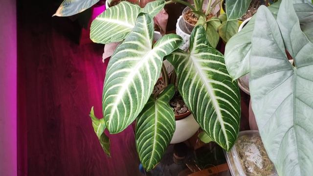 ксантозома Линдена ?уход в домашних условиях ?размножение ?алоказии ? смотреть онлайн