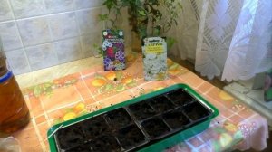 Однолетние флоксы  Друммонда -  как посеять на рассаду?  Самые неприхотливые однолетники!