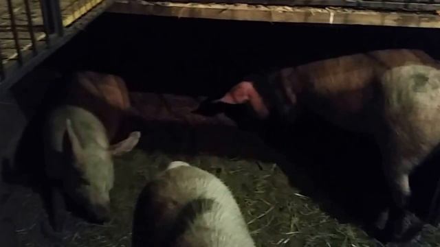 Мой курятник - свинарник смотреть онлайн