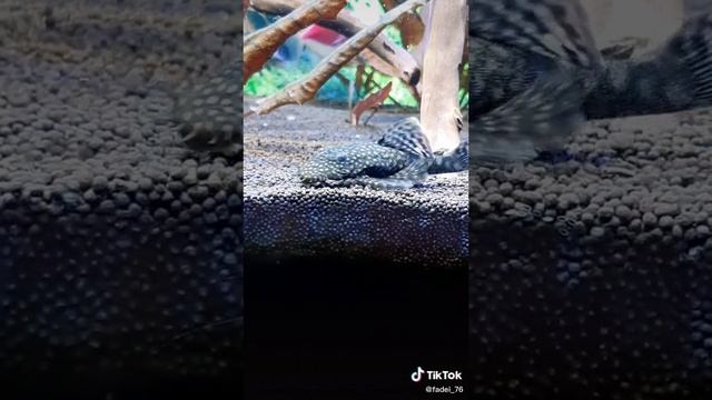 ПРОГУЛКА смотреть онлайн