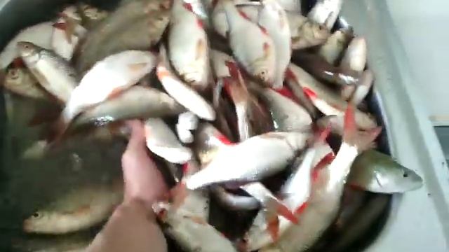 Полная раковина рыбы!!! смотреть онлайн