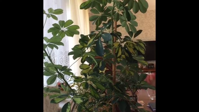 ШЕФФЛЕРА. ПЕРЕСАДКА И РАЗМНОЖЕНИЕ смотреть онлайн