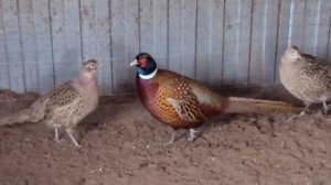 Охотничий #ФАЗАН 22.02.24 #охотничий_фазан  #фазаны содержание, разведение #вкус_мяса_яиц_фазанов