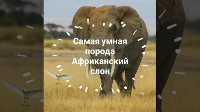 5 самых умных пород животных || TOP VIDO || смотреть онлайн
