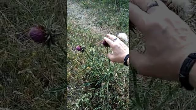 Сонник Чертополох во снах.mp4 смотреть онлайн