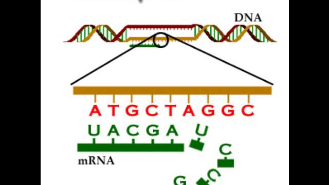 DNA Rap For Honors Biology смотреть онлайн