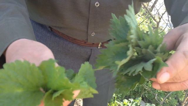 [+ЗАГОТОВКА ТРАВ В ПОЛЕ ДЛЯ ЗЕЛЁНОГО БОРЩА+] РЕЦЕПТЫ ОТ АНАТОЛИЯ смотреть онлайн