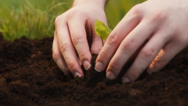 саженцы садовой клубники, сорт"Фестивальная" смотреть онлайн