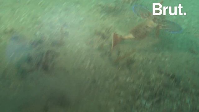 Meet the Sea Robin, a Fish With Legs and “Wings” смотреть онлайн