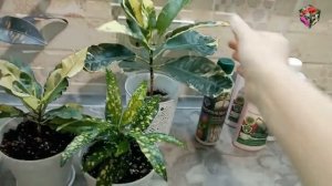 УДОБРЕНИЕ КРОТОНОВ и декоративно-лиственных простыми словами.