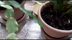 Декабрист. Уход во время бутонизации и цветения