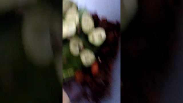 Уход за маленькими улитками смотреть онлайн