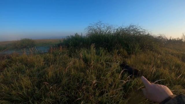 Взяли норму за 30минут.Охота на утку с подхода с дратхааром 2021. смотреть онлайн