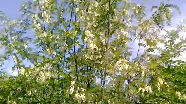 Точек на акации 2013 Points on acacia 2013 смотреть онлайн