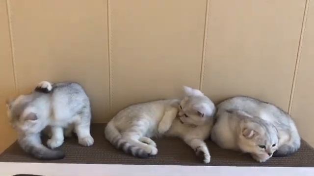 Продажа шотландских котят фолд и страйт смотреть онлайн