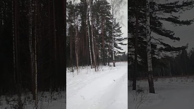 лёгкий морозец, снег скрипит под ногами, дятел отбивает дробь на сосне...все это- зимнее настроение смотреть онлайн