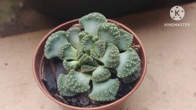 #Linda#suculenta TITANOPSIS CALCAREA vamos conhecer? смотреть онлайн