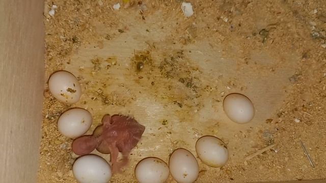 У пары волнистых попугаев вылупились птенцы подкидыши. Попугаи кормят не своих птенцов. смотреть онлайн