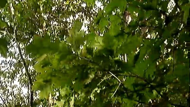 Дуб (вид из тени, снизу). Листья. Качество. Клён. Из леса. Красиво. смотреть онлайн