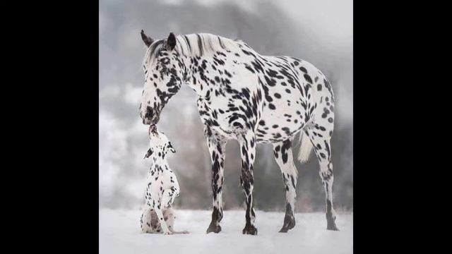 Кнабструппер- лошадь далматинец смотреть онлайн