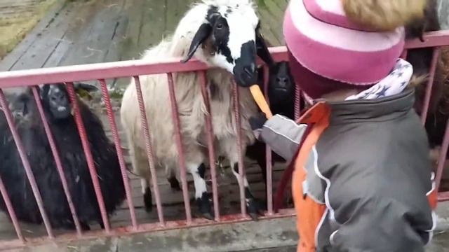 Гуляем в зоопарке Экзотик парк смотреть онлайн
