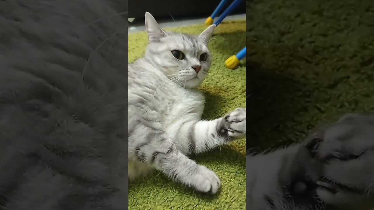 Чем ты накормишь котенка? #Shorts смотреть онлайн
