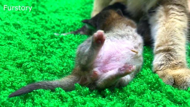 2 Days After Birth - Tiniest Kittens Hiss and Have Tiny Paws смотреть онлайн